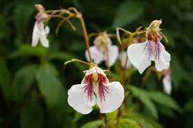 Image result for Impatiens gomphophylla