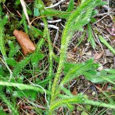 Image result for Lycopodium