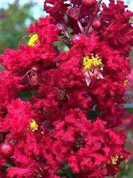 Crape Myrtle Colors Crepe Color Chart Photos Varieties Why