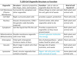 We did not find results for: Ppt 7 12d Cell Organelle Structure Vs Function Powerpoint Presentation Id 6360435