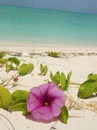 A Lazy Leeward Sunday Myturksandcaicosblog Com Flowering Vines Florida Native Plants Seaside Garden