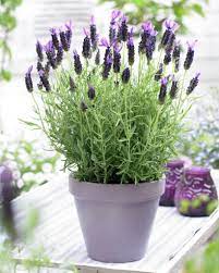 Butterfly Lavender Anouk Flower Seeds Lavender Plant Lavender Seeds