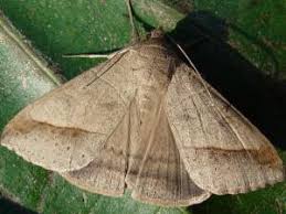 Image result for Disperis sp. nov. aff. macowanii