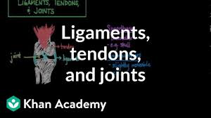 Other smaller muscles and tendons surround the knee joint as well.﻿﻿ Ligaments Tendons And Joints Video Khan Academy