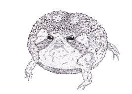 Round Boy Desert Rain Frog Art Print By Jo Draws - X-small Art Prints Frog Art Drawings