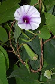 Image result for Ipomoea chloroneura