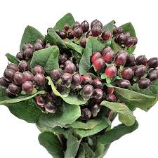 See more ideas about hypericum berries, berries our wholesale hypericum berries are great accents for bouquets and flower arrangements. Hypericum Rocky Romance Burgundy 70 Cm Mayesh