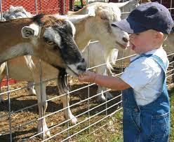 Maybe you would like to learn more about one of these? Oba Farms Mobile Petting Zoo Dallas Texas Mobile Petting Zoo Party Dallas Tx Farm Animal Petting Zoo Dallas Fort Worth Texas Farm Animals