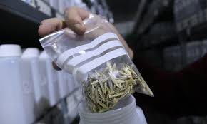 The majority of seed banks store crop diversity. How A Syrian Genebank Secured Over 100 000 Seeds During Wartime Maybe Saving The Future Of Wheat Food Tank