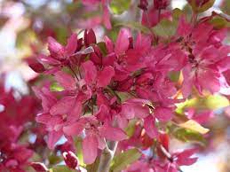 Free shipping on orders over $99 with arrive alive guarantee from the tree center. Georgia Backyard Nature Flowering Trees In Spring Splendor