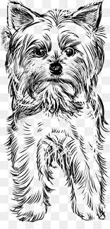 Download this adorable dog printable to delight your child. Yorkie Png Yorkie Dogs Yorkie Puppy Cute Yorkie Yorkie Art Yorkie Terrier Yorkie Line Drawing Yorkie Christmas Yorkie Outline Silly Yorkie Yorkie Coloring Pages Yorkie Pedigree Yorkie Puppies Yorkie Memes