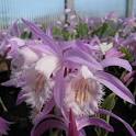 Pleione Rossini