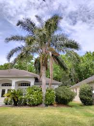 Image result for Syagrus