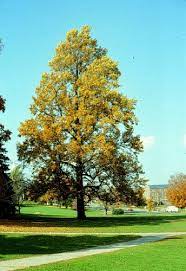 Liriodendron tulipifera, Tuliptree, Tulip Poplar - Plant Database ...