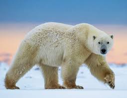 Polar Bears Live In The Arctic Near The North Pole Beautiful Wildlife Bear Spirit Animal Polar Bear Polar Bears Live