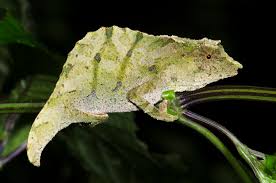 Image result for Rhipidoglossum kamerunense