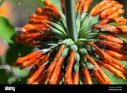 Image result for Leonotis ocymifolia