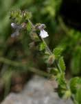 Image result for Stachys pseudonigricans