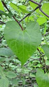 Image result for Tinospora orophila