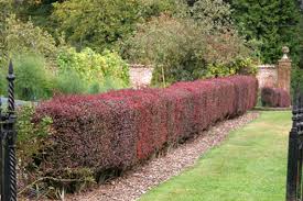 Dwarf boxwood (buxus)— low maintenance, evergreen shrub with a rounded growth that is suitable for growing as a specimen plant in the front yard or low hedge. Best Low Maintenance Hedging Varieties Matthew S Picks