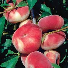 1195 x 800 jpeg 570 кб. The Stark Saturn Peach Tree Bears Distinctive Flat Peaches That Taste Great This Uniquely Shaped Fruit Opens Up To Tender Whit Peach Trees Peach Fruit Trees