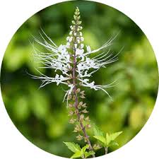 Image result for Orthosiphon schimperi