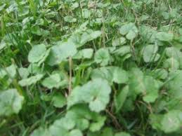 Creeping charlie is sometimes mistaken as creeping jenny, the common name for lysimachia nummularia. How To Control Creeping Charlie Mike S Backyard Nursery
