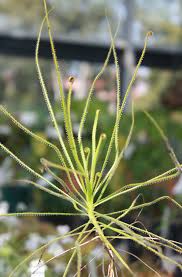 Image result for Styppeiochloa