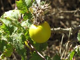 Image result for Solanum campylacanthum 'panduriforme type'