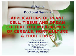 Plant cell tissue and organ culture fundamental methods. Pdf Applications Of Plant Cell Tissue And Organ Culture