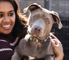 There are 43 pet friendly hotels in greensboro, nc. Resources Aarf