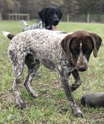 Black And White Pointer Dog Cole 2 5 Years Old Black And White German Shorthair Pointer Gabe 11 Month Old Live German Shorthaired Pointer Dog German Shorthaired Pointer German Shorthair