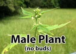 Learn How To Identify Cannabis Hermies Pollen Sacs Bananas