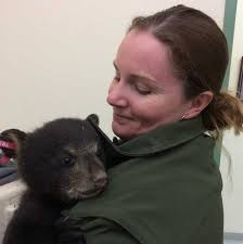 Game wardens arrange 'adoption' for orphaned black bear cub