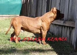 Blue nose red nose brindle pitbull puppy. American Pitbull Terrier Dog Breed Pictures 7