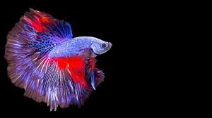 Perlu diketahui bahwa setidaknya dibutuhkan waktu 2 tahun untuk. Harga Ikan Cupang Avatar Gordon Heart Id