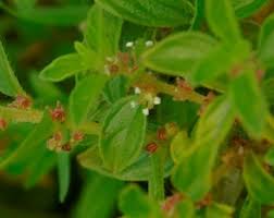 Image result for Pouzolzia parasitica