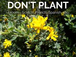 California is a gardener's dream. Don T Plant A Pest By Judi