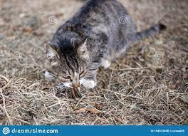 248 Cat Sparrow Photos Free Royalty Free Stock Photos From Dreamstime