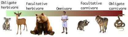 Nice, funny, small, big, clever, tall, short, fat… блок 3. Palaeofail Explained Why Aren T All Animals Considered Omnivores If