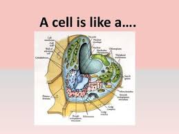 The components of a car can easily be compared to the. A Cell Is Like A Car Ppt Download