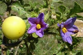 Image result for Solanum sp.no.2