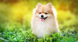 Check spelling or type a new query. Fluffy Dogs Which Is Your Favorite Fluffy Puppy