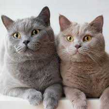 Fawn lilac british shorthair cat. Cat Coat What S The Color Of Your Cat The Little Carnivore