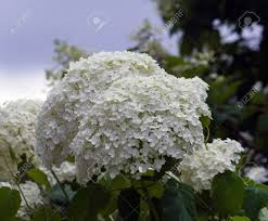 6,000+ vectors, stock photos & psd files. The Bush Of A Hydrangea Grows In A Garden Cloudy Day White Stock Photo Picture And Royalty Free Image Image 107293746