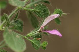 Image result for Brillantaisia pubescens