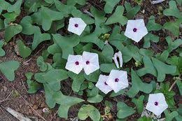Image result for Ipomoea marginata