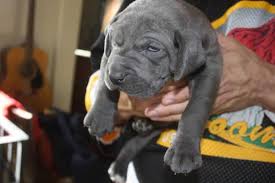 Check out these handsome and very adorable great dane puppies! Akc Great Dane Blue Puppies Beautiful For Sale In Grand Junction Colorado Classified Americanlisted Com