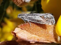 Image result for Cydia microgrammana