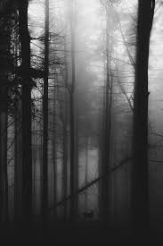 Black And White Lightroom Black White Lightroom Presets For Desktop Mobile Dng Forest Wallpaper Wallpaper Black And White